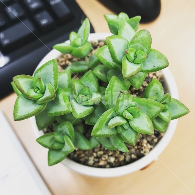 식물,다육식물,plant,화분,다육,실내용화초,화분,화초,house plant
