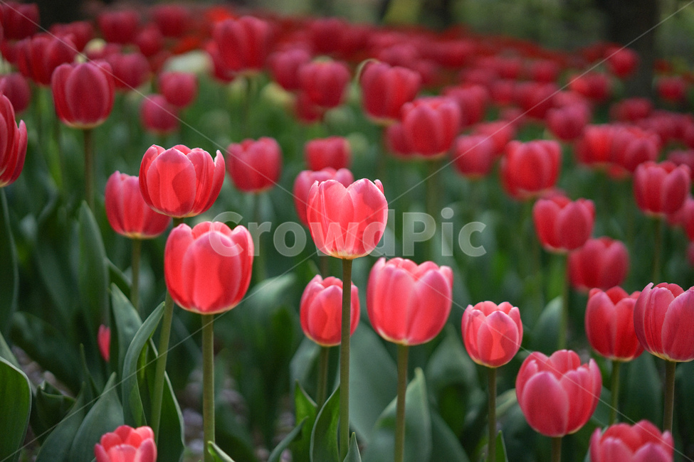 식물,자연,튤립,붉은색,빨강,꽃,식물,자연,plants,nature,꽃,flower
