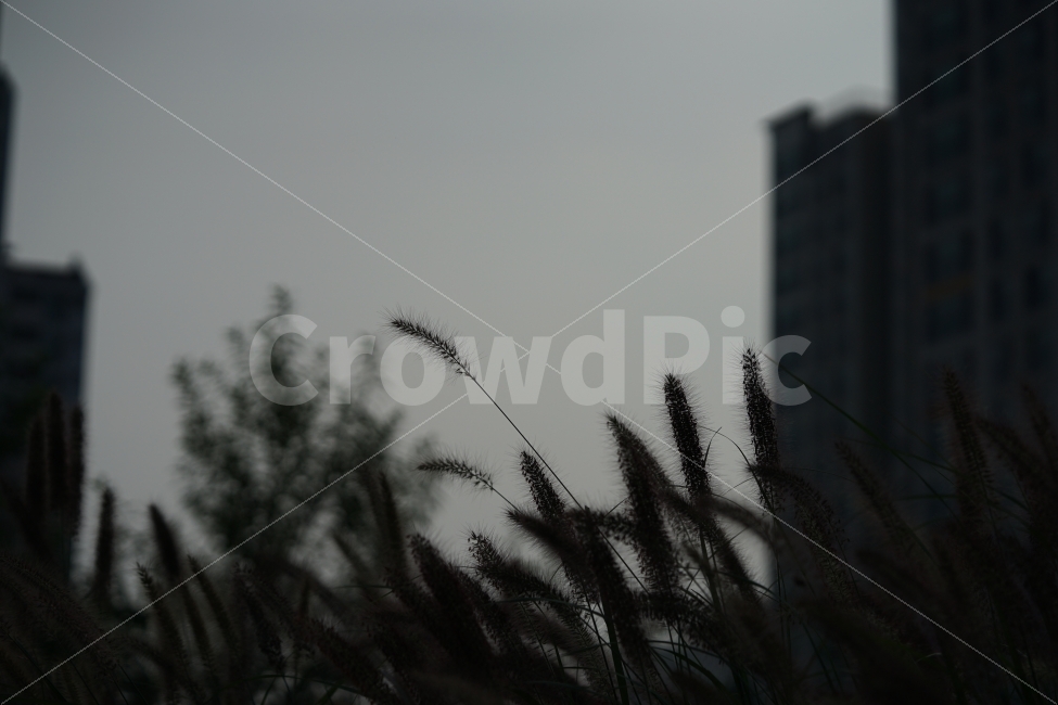 	강아지풀,풀,식물,감성,감성사진,풍경,풍경사진,생명,그린,느낌,감성샷,자연,식물,자연,plants,nature
