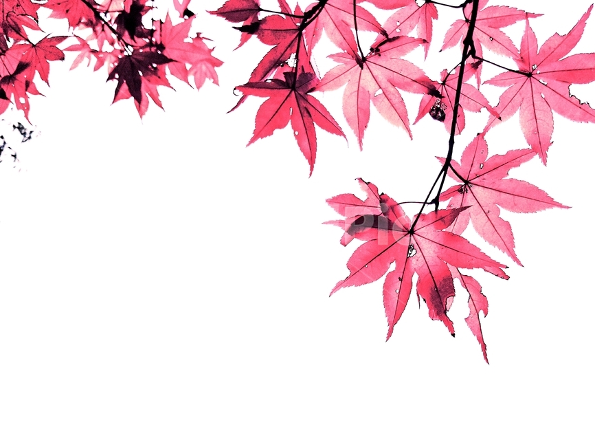단풍잎,식물,자연,빨간색,계절,감성,가을,plant,autumn,nature,maple,background,배경,가을,계절,fall,autumn,season,식물,자연,plants,nature,leaf,잎,tree,나무