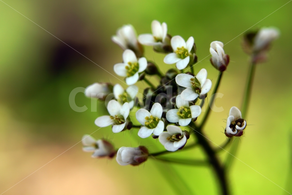 봄,꽃,말냉이,플라워,꽃봉오리,자연,flower,spring,bud,nature,접사,macro,클로즈업,closeup,tree,숲,숲속,산림,삼림,조경,식물,plants,봄꽃,감성,힐링,풍경,landscape,식물,자연,plants,nature,꽃,flower