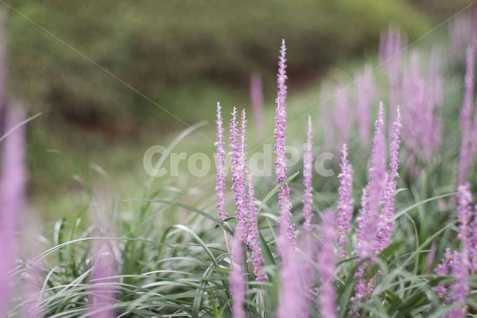 맥문동,보라색꽃,꽃,flower,여름꽃,맥문동꽃,식물,자연,plants,nature,꽃,flower