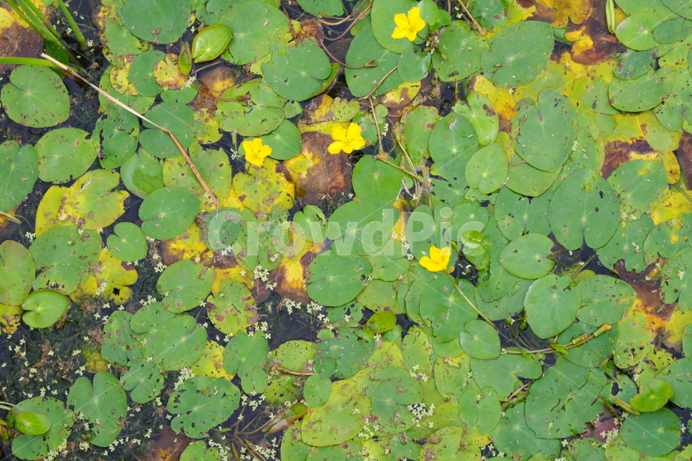 식물,잎,자연,옥외,연못,수생식물,식물,자연,plants,nature