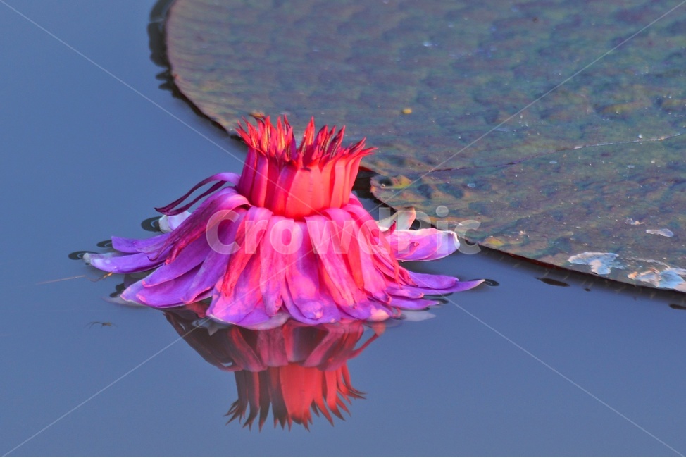 plant,식물,blossom,flower,꽃,수련,연꽃,반영,야화,연못,연잎,빅토리아연,빅토리아연꽃