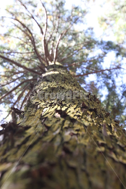 나무,식물,자연,수목원,이끼,tree