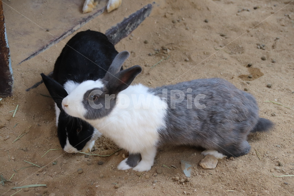 토끼,동물,자연,귀여움,순한,동물,animal,포유류,mammal