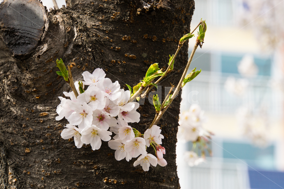 봄,벚꽃,나무,식물,생명력,아름다움,울산,무거천,이쁨,봄,계절,spring,season,식물,자연,plants,nature,꽃,flower,plant,blossom
