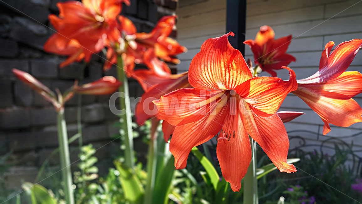 꽃,flower,아마릴리스,amaryllis,식물,식물,자연,plants,nature,꽃,flower