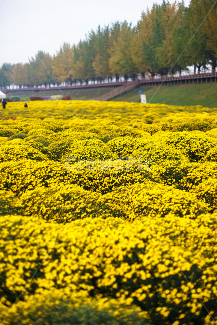 가을,아산곡교천,autumn,국화,가을꽃,가을,계절,fall,autumn,season,자연,풍경,nature,landscape,grassland,목초지,field,들,outdoors,옥외,rural,농촌,farm,농장,meadow