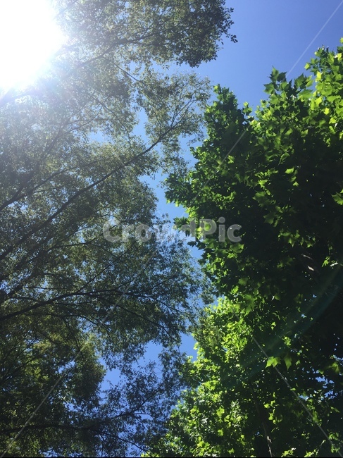 봄하늘,여름하늘,맑은날,맑은하늘,푸른하늘,청량함,푸른나뭇잎,하늘사진,여름날,좋은날씨