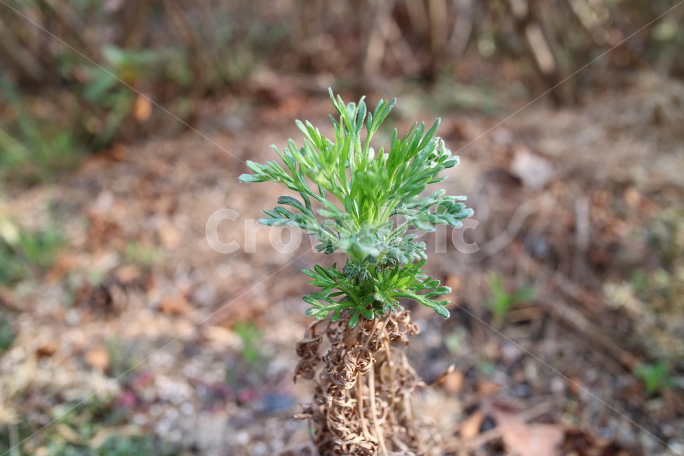새싹,봄,식물,자연,시작,클로즈업,정원,초목,잎,잎사구,풀,식물,자연,plants,nature