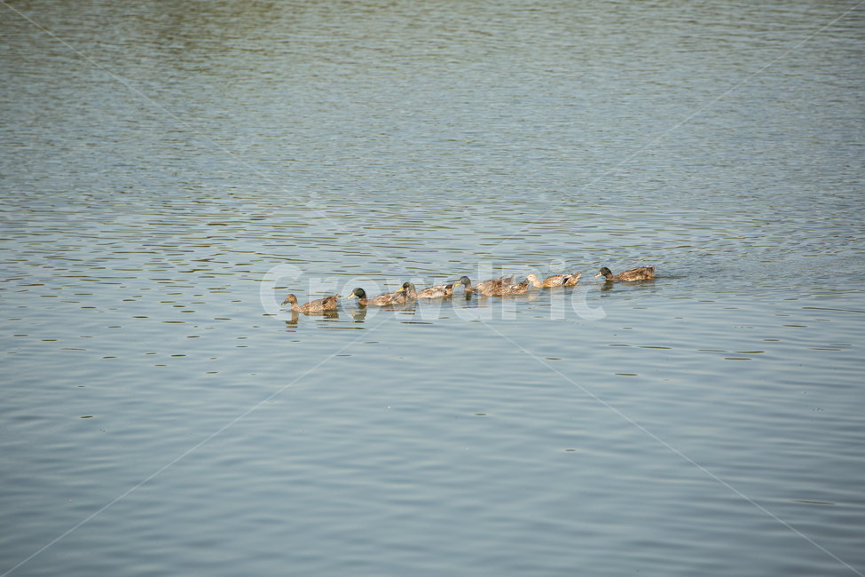 오리,water,물,outdoors,옥외,nature,자연,duck,동물,animal,조류,새,birds