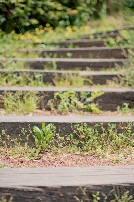 여름,계단,나무,식물,풀,녹음,식물,자연,plants,nature
