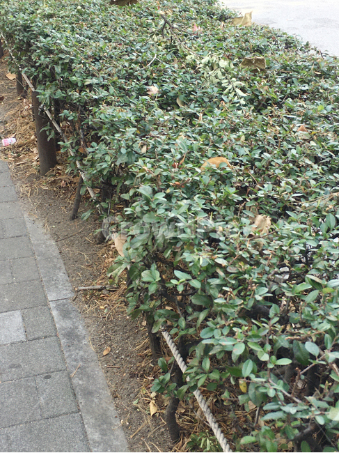 거리,나무,낙엽,자연,풍경,보도블럭,생활,street,sidewalkblock,nature,scenery,deciduous,tree,life,식물,plant