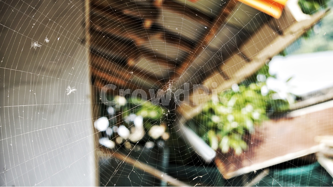거미줄,동물,거미,spider,web,자연,처마,빈집,none,nature,animal,sticky,끈적함,초록,자연,풍경,nature,landscape