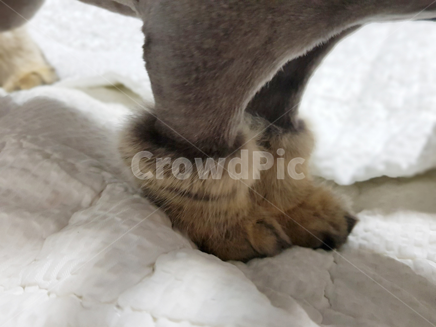 고양이,고양이발,고양이미용,반려묘,일상