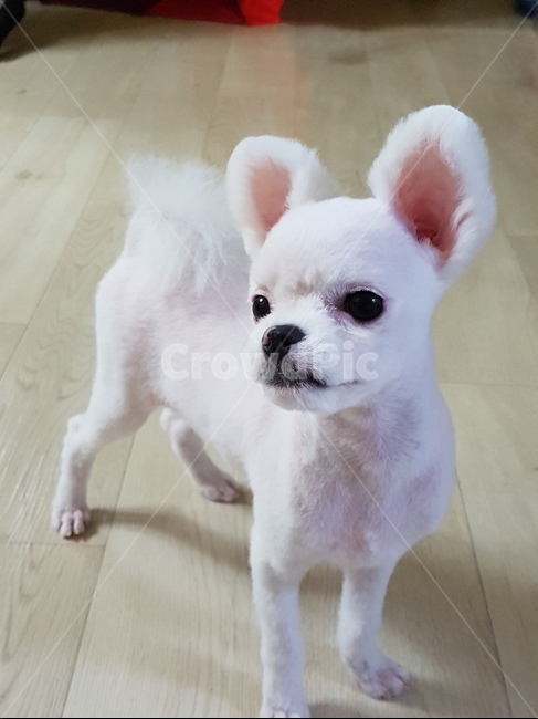 반려동물,강아지,포메라니안,동물,개