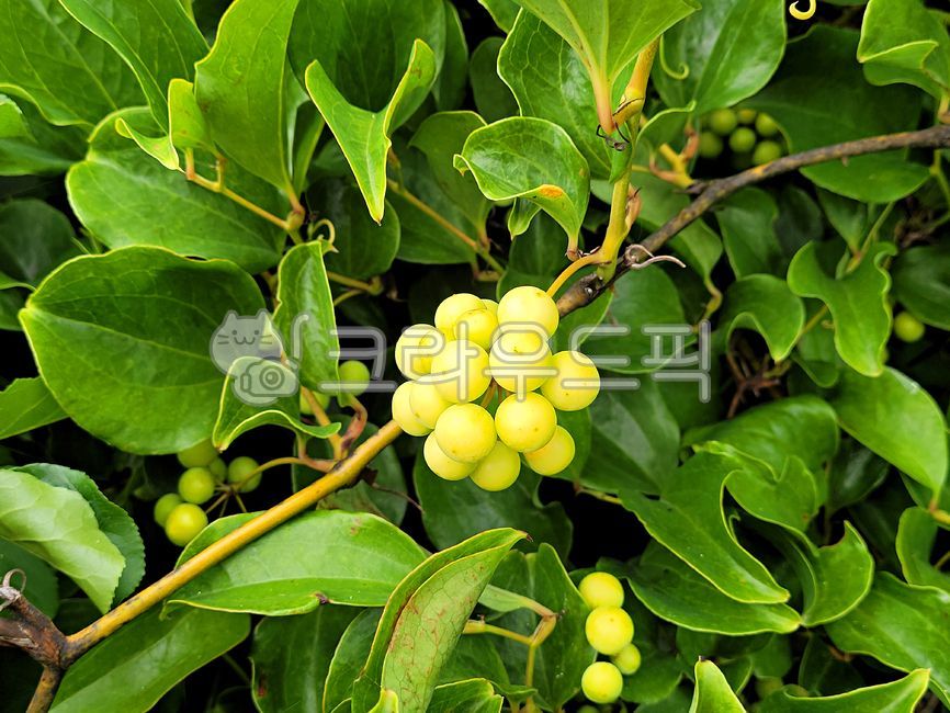 망개나무, 망개나무열매, 열매, plant, 식물, 사진,이미지,일러스트,캘리그라피 - phototo73작가