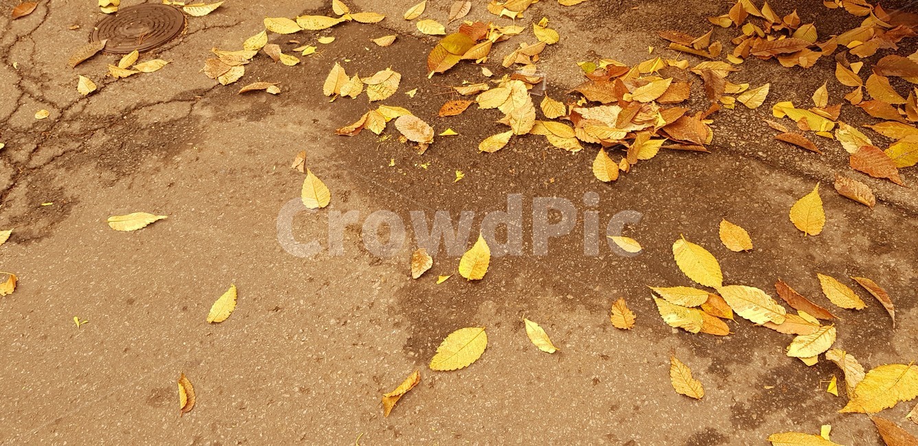 가을낙엽,가을풍경,가을,낙엽,쓸쓸한,가을,계절,fall,autumn,season,plant,식물,leaf,잎,ground,바닥,asphalt,아스팔트
