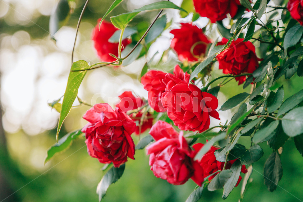 꽃,장미,붉은,빨간,아름다운,5월,자연,식물,꽃잎,잎파리,flower,rose,햇살,햇빛,햇볕,식물,자연,plants,nature,꽃,flower