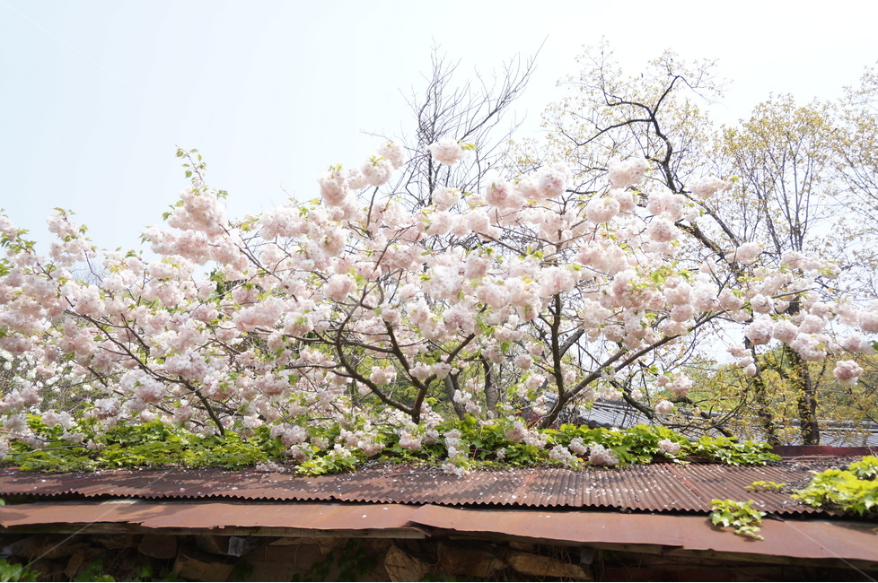 겹벚꽃,개심사,핑크,꽃,봄,풍경,봄,계절,spring,season,식물,자연,plants,nature,꽃,flower,plant,blossom