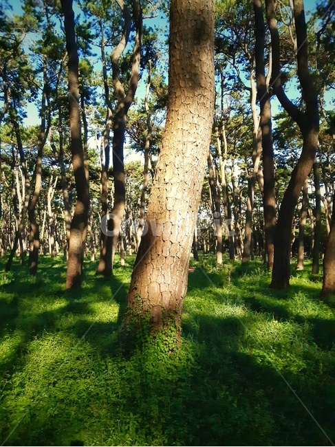 treetrunk,나무줄기,tree,나무,plant,식물,소나무,숲,풀잎,녹색,갈색,green,brown,자연,nature