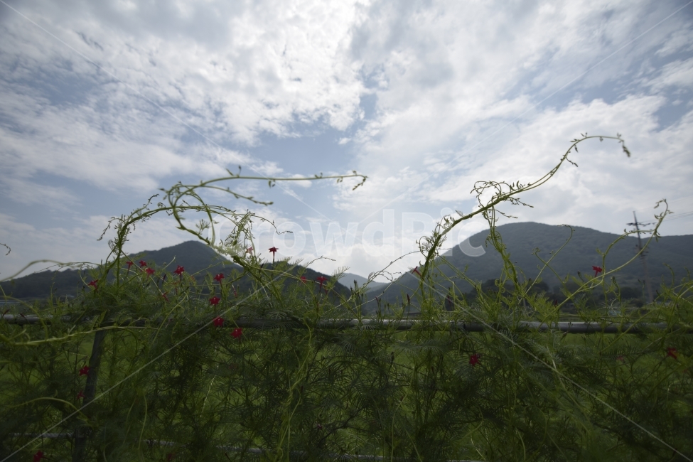 푸른하늘,승천,산,꽃길,하동북천,역광,bluesky,꽃,Gotoheaven,mountain,Kkotgil,Acountryroad,HadongBukcheon,자연,풍경,nature,landscape,식물,plants