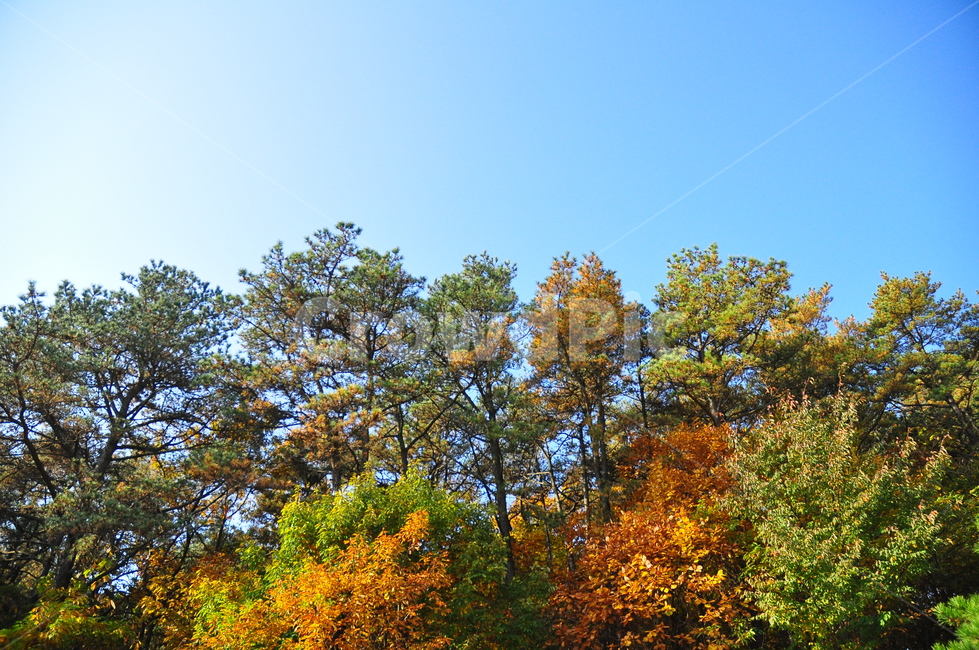 가을나무,가을,나무,단풍나무,은행나무,단풍잎,은행잎,색깔,알록달록,하늘,autumn,trees,leaves,maple,ginkgo,colorful,sky,가을,계절,fall,autumn,season,자연,풍경,nature,landscape,식물,plants,나무,trees,wood,tree,plant