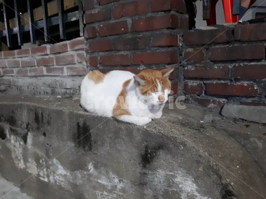 고양이,길고양이,길냥이,얼룩고양이,낮잠,거리,길거리,벽돌,담,담벼락,동물,animal,포유류,mammal,고양이,cat,kitten,kitty