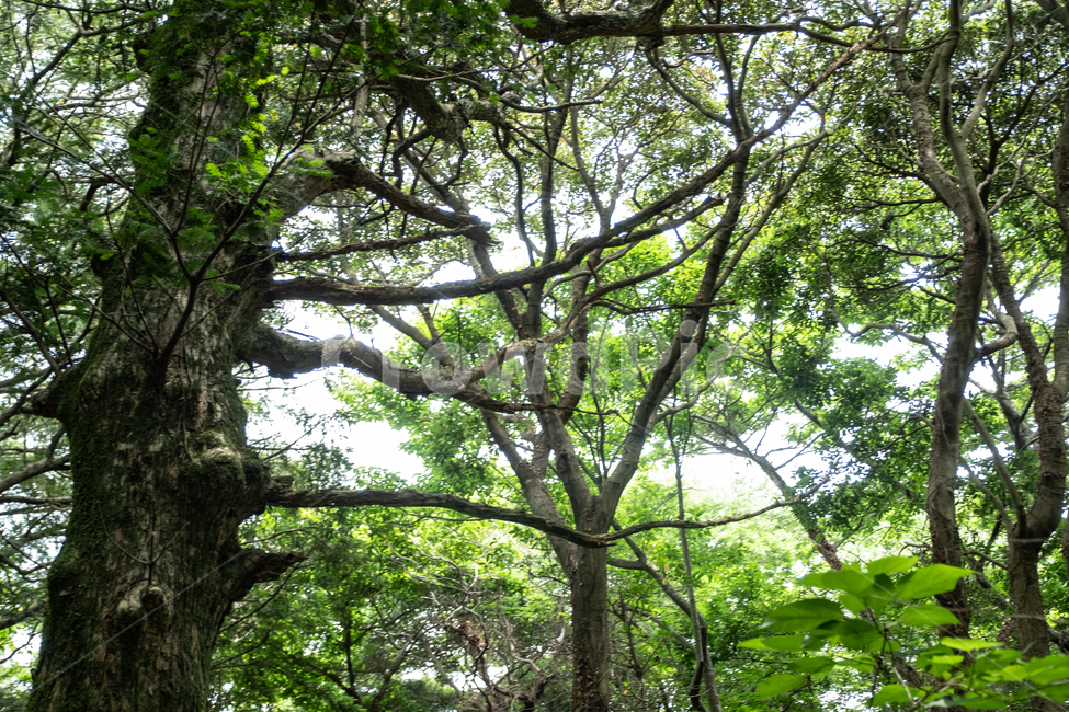 삼림,비자림,자연,풍경,숲,나무,풀,tree,nature,휴식,나무줄기,식물,plant,제주,제주도,빛,자연,풍경,nature,landscape,식물,plants,나무,trees,wood,tree trunk,나무 줄기