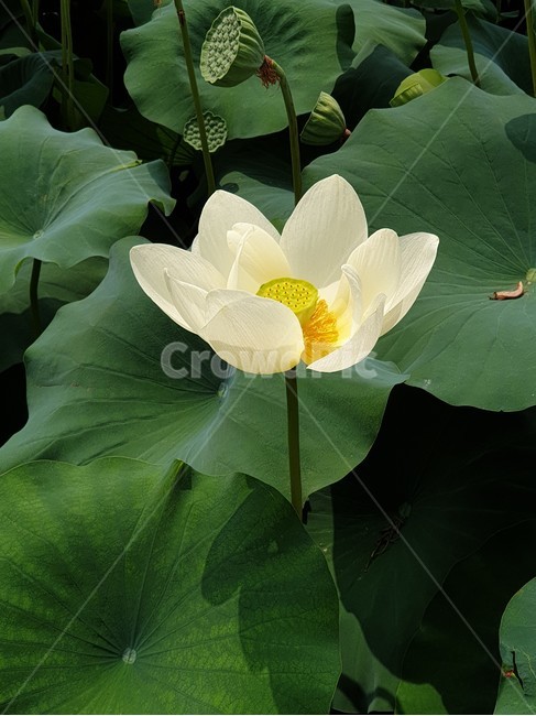 백련,흰연꽃,연꽃,여름야생화,수생식물