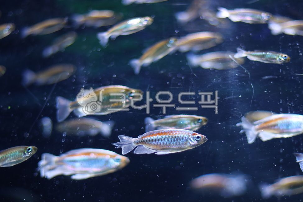fish,animal,water,aquarium