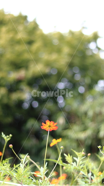가을,자연,노랑코스모스,꽃,황화코스모스,가을,계절,fall,autumn,season,식물,자연,plants,nature,꽃,flower,plant,blossom,petal,꽃잎