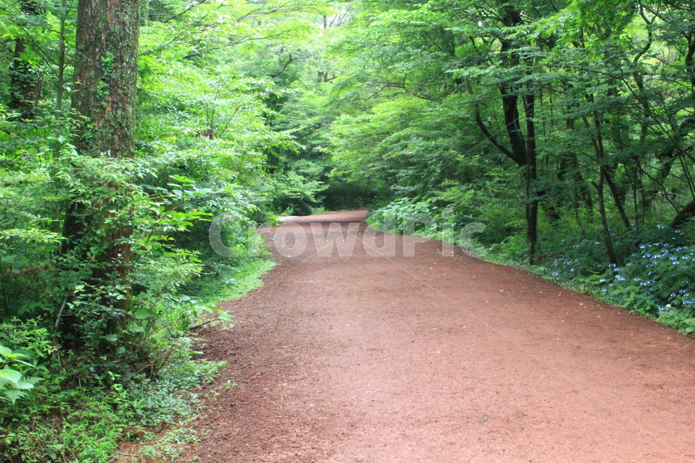 길,숲길,녹색식물,오솔길,자연,산,풍경,자연,풍경,nature,landscape,path,통로,road,도로,gravel,자갈,dirt road,흙길