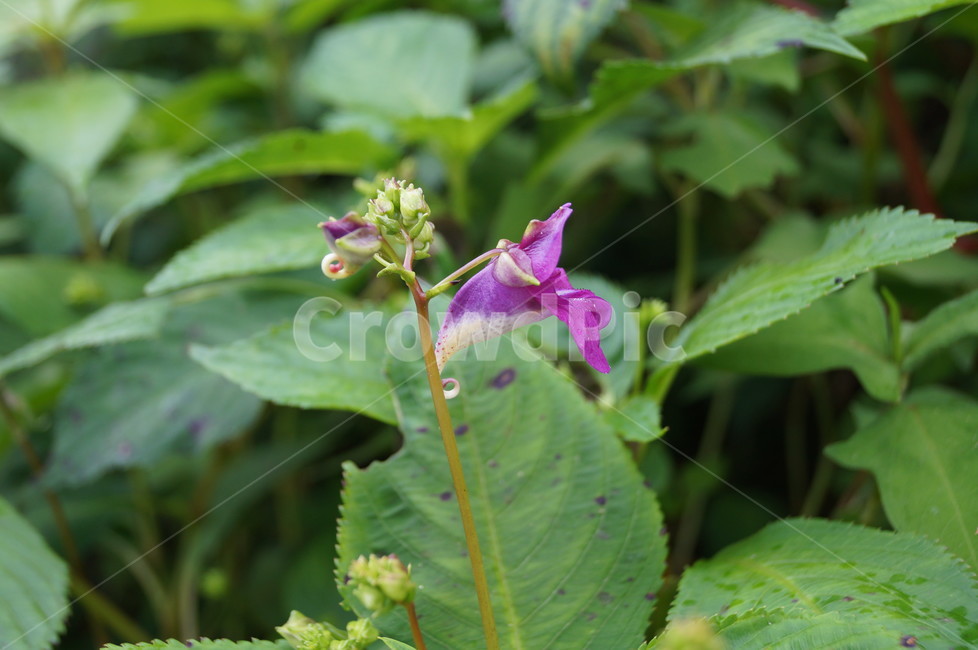꽃,야생화,물봉선,들꽃,접사,식물,식물,자연,plants,nature,꽃,flower