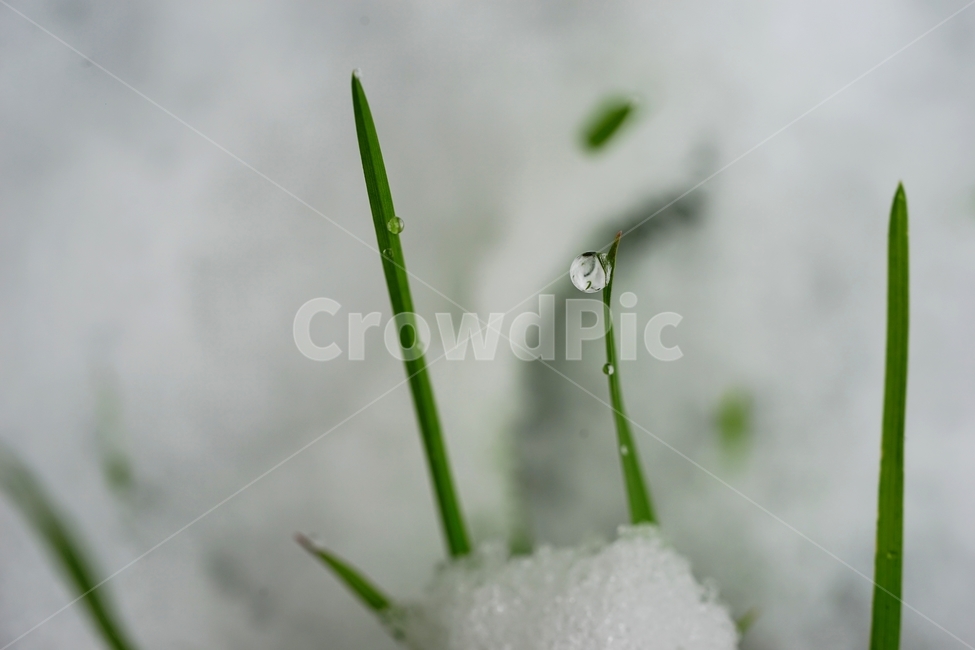 눈,첫눈,풀,물방울,이슬방울,식물,자연,plants,nature