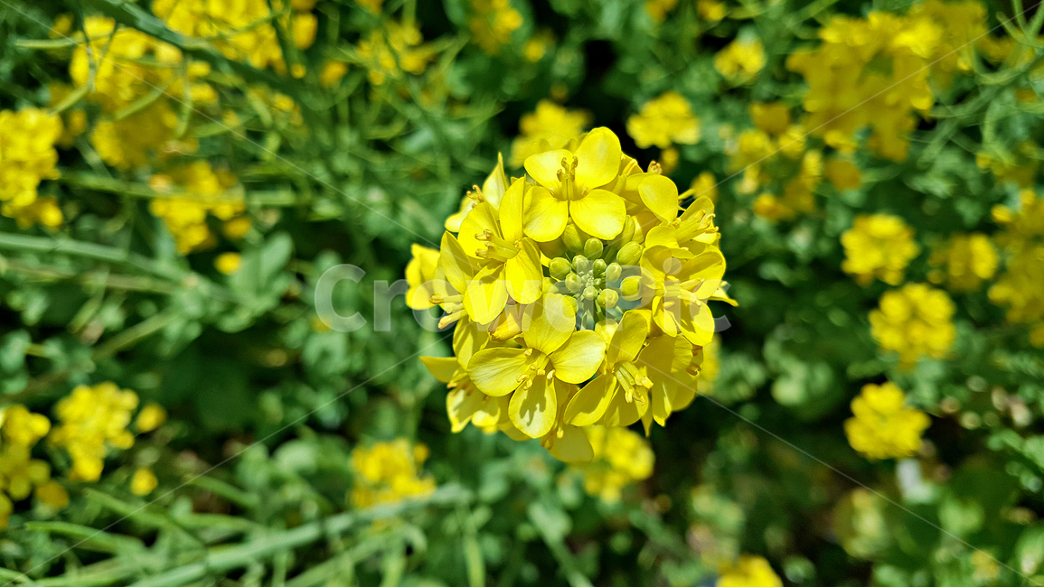 유채꽃,꽃,flower,식물,plant