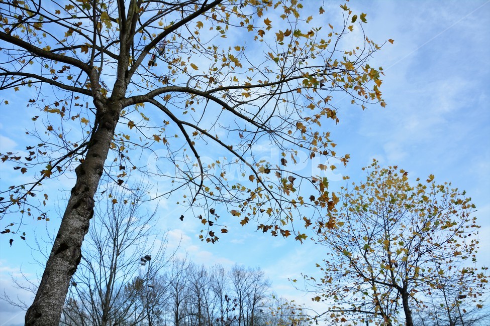 가을하늘,나무,단풍,자연,시원함,가을,계절,fall,autumn,season,식물,자연,plants,nature,나무,trees,wood,tree,plant,tree trunk,나무 줄기