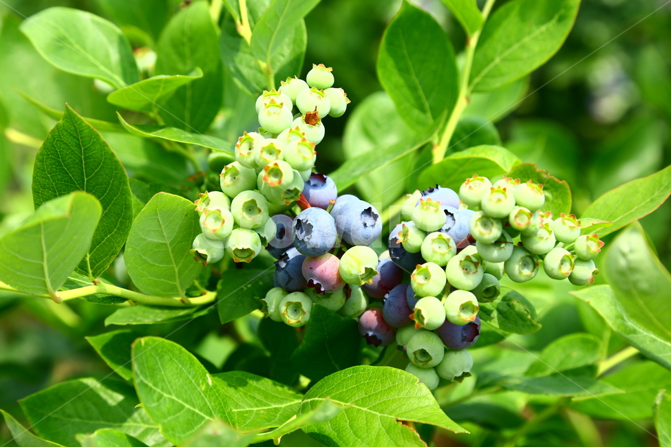 블루베리,베리,과일,나무,식품,농장,과수원,묘목,과수,blueberry,berry,fruit,tree,food,farm,orchard,seedling,fruittree,식물,자연,plants,nature,과일,열매,fruit