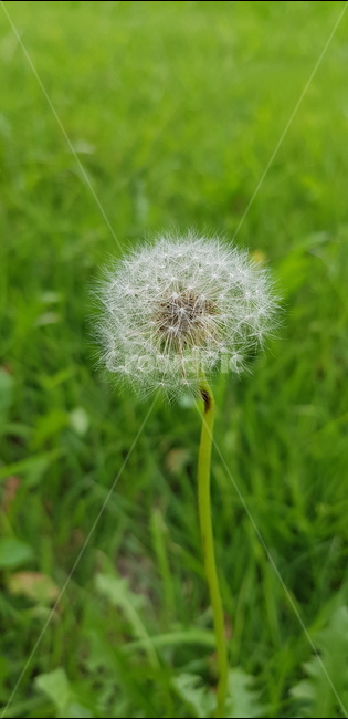 plant,blossom,꽃,flower,민들레,식물,자연,plants,nature