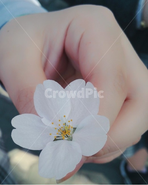 식물,plant,꽃,flower,벚꽃,cherryblossoms