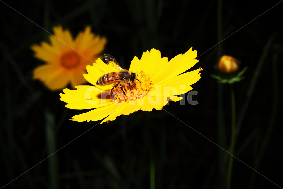 식물,벌,꽃,금계국,노랑,꿀벌,식물,자연,plants,nature,꽃,flower