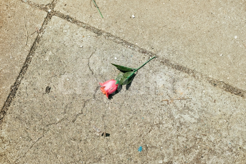 장미,슬픔,실연,아픔,꽃,버려진,식물,자연,plants,nature,꽃,flower,감성,sensible,feeling,연출,컨셉,콘셉,direction,concept
