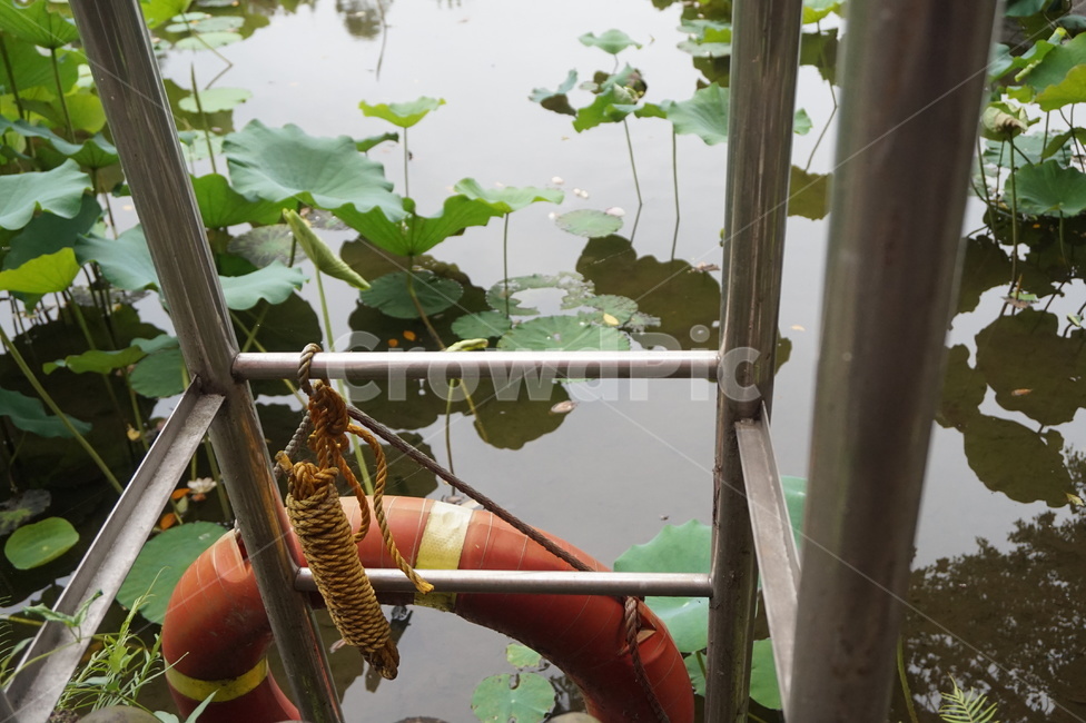 구명튜브,늪,연꽃,사다리,물그림자,lifetubes,swamps,lotusflowers,ladders,watershadows