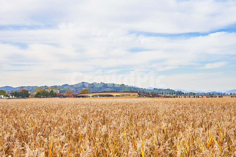 순천만습지,갈대,가을,자연,풍경,순천,순천만,갈대밭,하늘,산,가을,계절,fall,autumn,season,자연,풍경,nature,landscape,plant,식물
