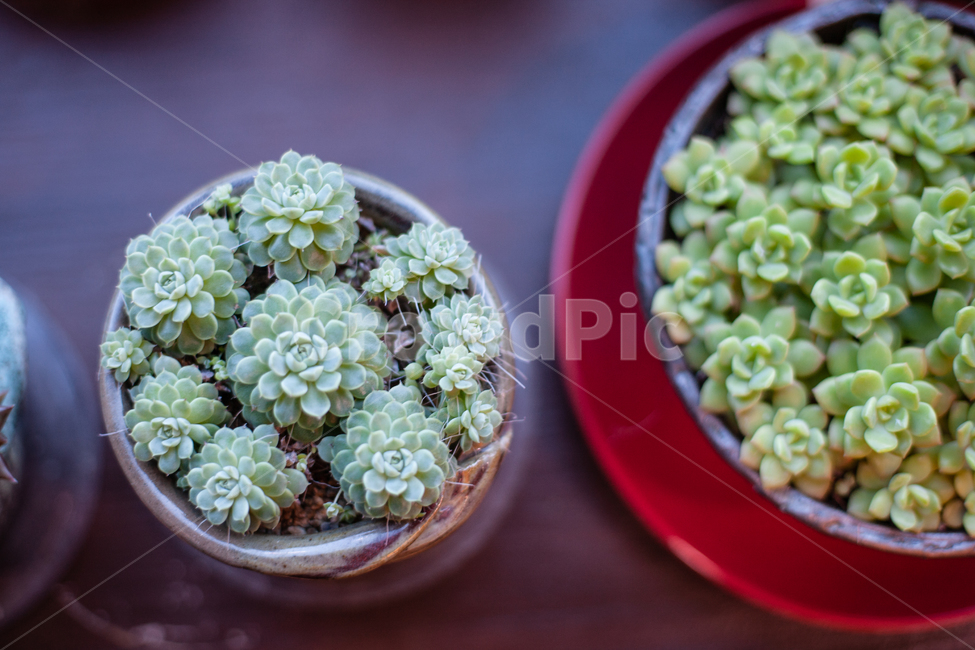 식물,화분,botanical,plant,자연