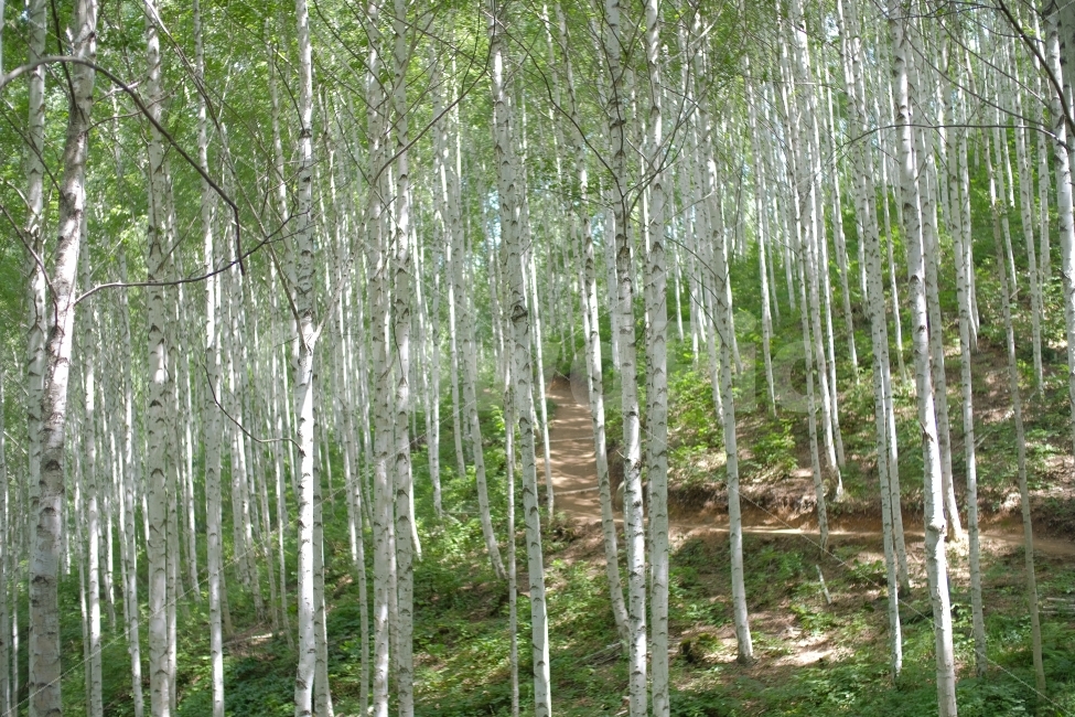 숲,나무,자작나무,자연,숲길,상쾌,맑은,여름,자연,풍경,nature,landscape,tree,plant,식물,birch,자작 나무
