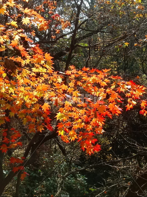 낙엽,단풍,落葉,leaves,나뭇잎,단풍나무,식물,maple,낙엽활엽관목,잎,계절,가을,자연,풍경,outdoors,옥외,fallautumnseason,naturelandscape,풍경사진