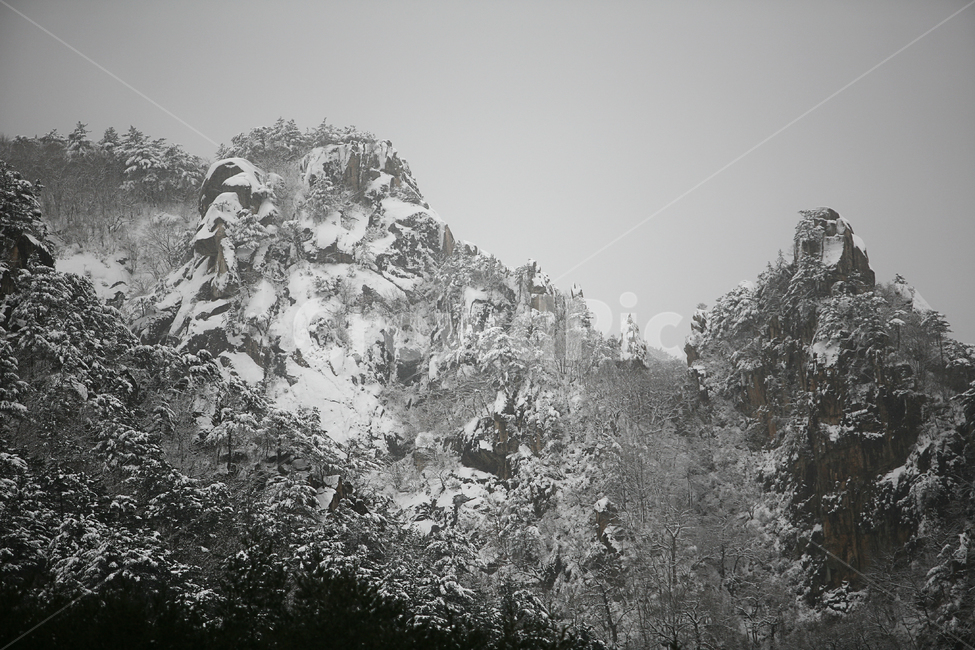 nature,자연,outdoors,옥외,ice,빙,plant,식물,tree,나무,snow,눈,겨울,계절,winter,season,자연,풍경,nature,landscape