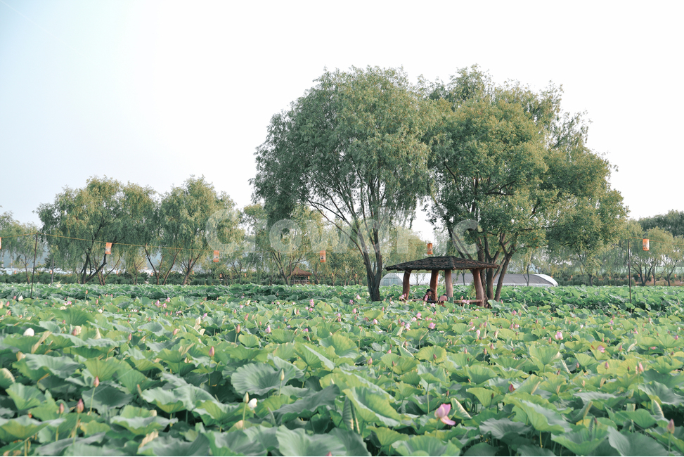 부여,연꽃,축제,자연,나무,초록,녹색,하늘,flower,tree,sky,green,nature,자연,풍경,nature,landscape,plant,식물